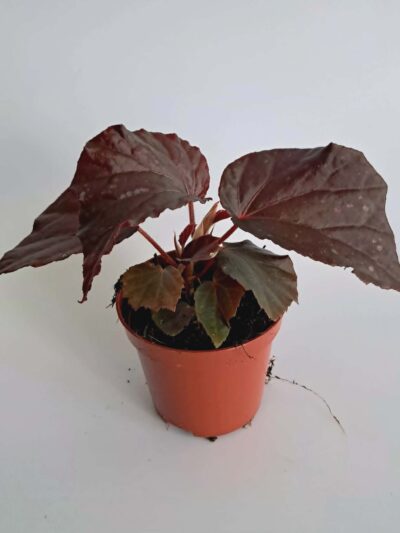 Бегония Блек Бет / Begonia Black Bat