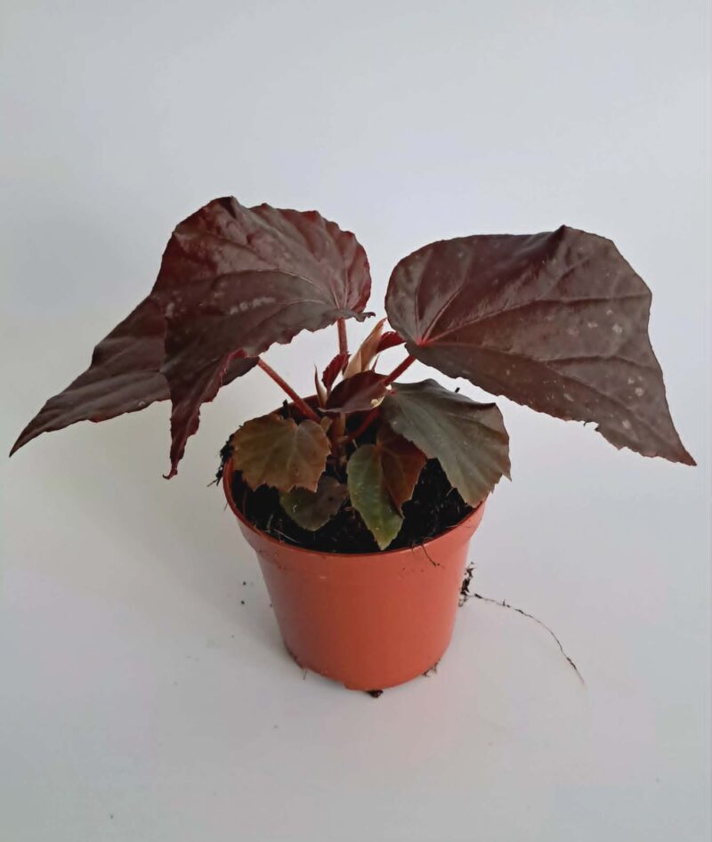 Бегония Блек Бет / Begonia Black Bat