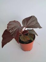Бегония Блек Бет / Begonia Black Bat
