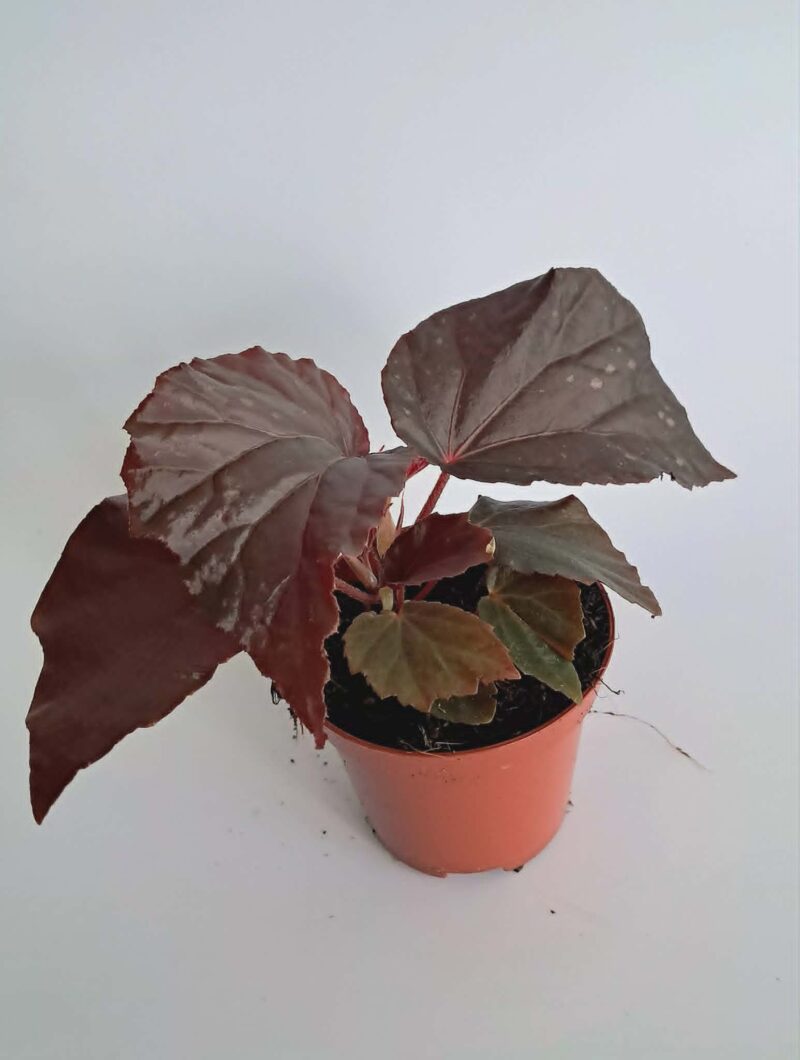 Бегония Блек Бет / Begonia Black Bat