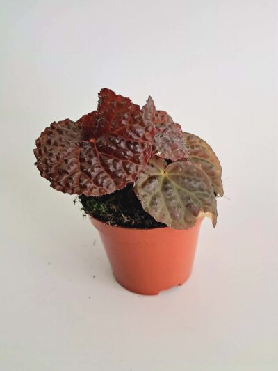 Begonia-Black-Mountain-01.jpg