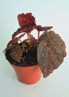 Бегония Блек Маунтайн / Begonia Black Mountain