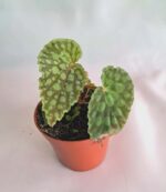 Бегония "Хлоростикта" / Begonia Chlorosticta