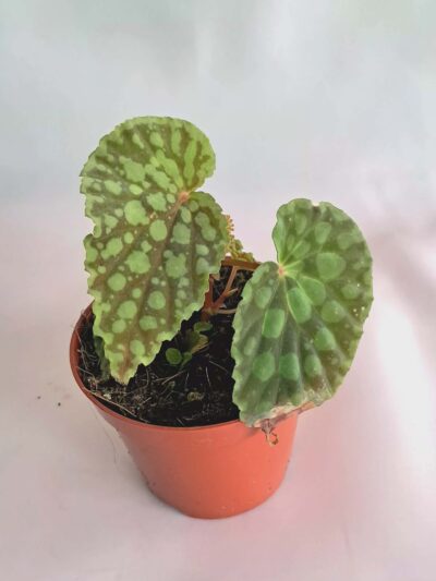 Бегония "Хлоростикта" / Begonia Chlorosticta