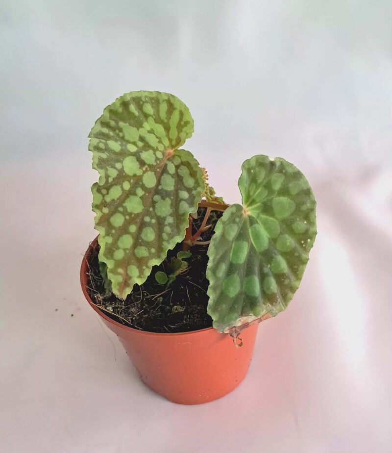 Бегония "Хлоростикта" / Begonia Chlorosticta