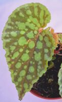 Бегония "Хлоростикта" / Begonia Chlorosticta