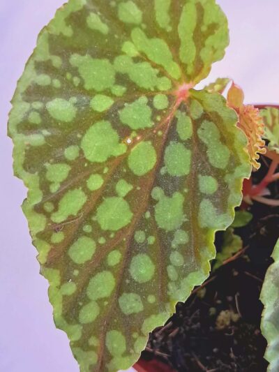 Begonia-Chlorosticta-02.jpg