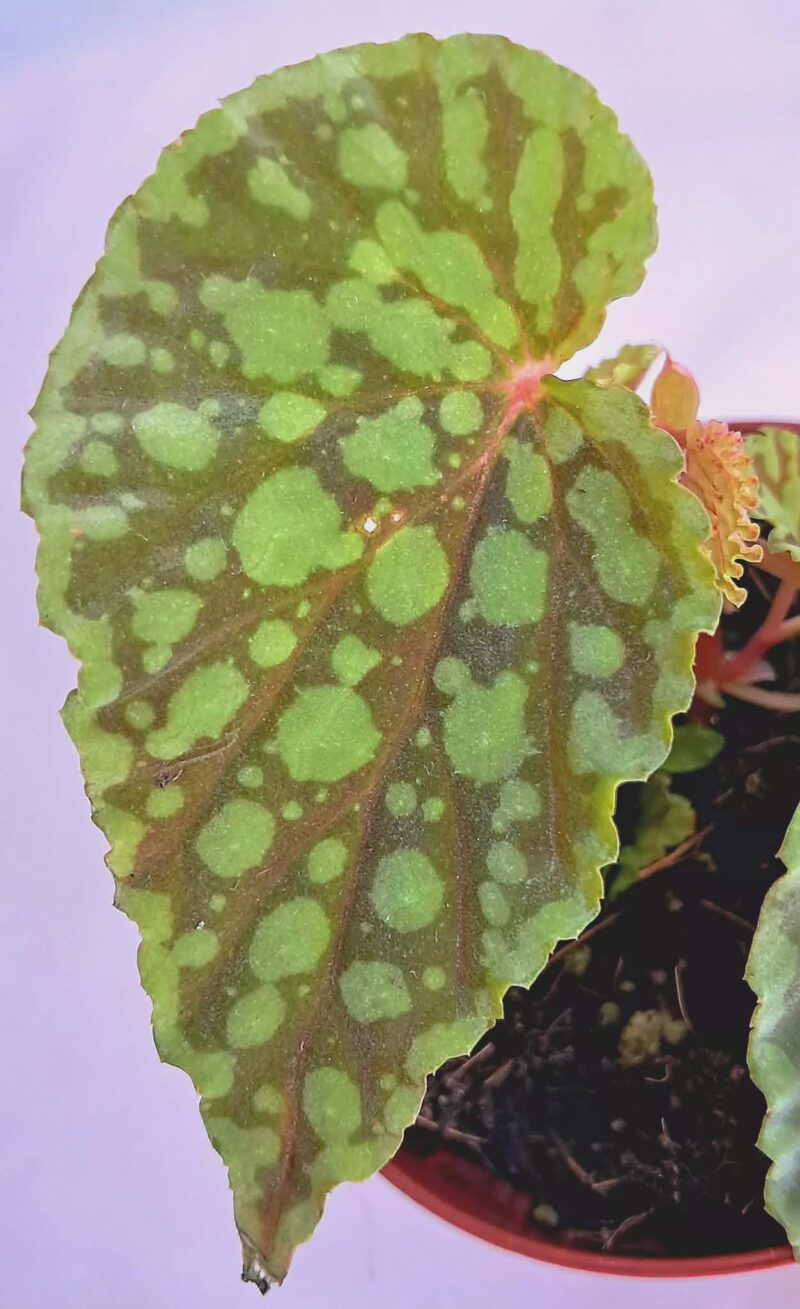 Бегония "Хлоростикта" / Begonia Chlorosticta