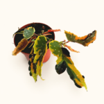 Бегония "Дейнти Спрей Спорт Вариегата" / Begonia 'Dainty Spray Sport Variegated'