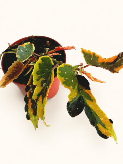 Бегония "Дейнти Спрей Спорт Вариегата" / Begonia 'Dainty Spray Sport Variegated'