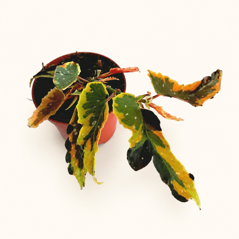 Бегония "Дейнти Спрей Спорт Вариегата" / Begonia 'Dainty Spray Sport Variegated'