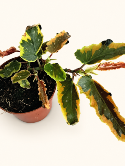 begonia-dainty-spray-sport-variegated-02101-800×822