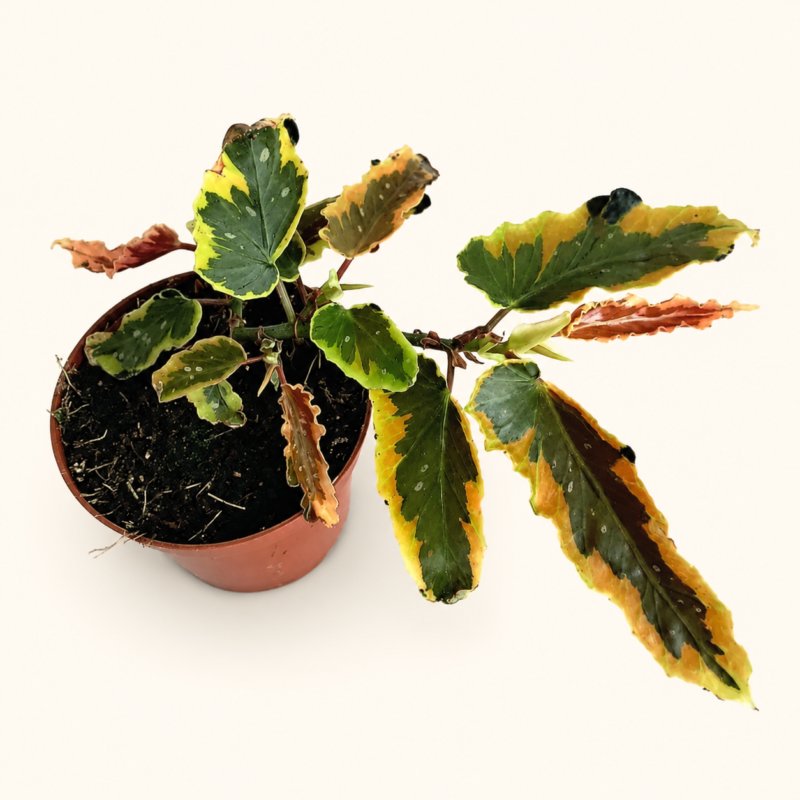 Бегония "Дейнти Спрей Спорт Вариегата" / Begonia 'Dainty Spray Sport Variegated'