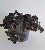 Бегония Дарк Мамбо / Begonia Dark Mambo