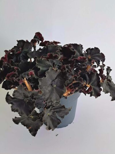 Бегония Дарк Мамбо / Begonia Dark Mambo
