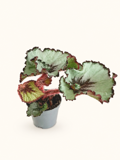 begonia-escargot-02.jpg-800×1032