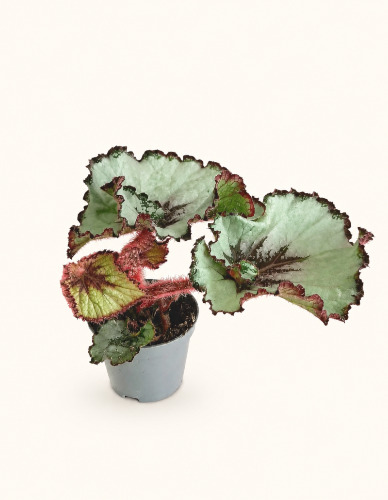 Бегония рекс Ескаргот / Begonia Rex Escargot