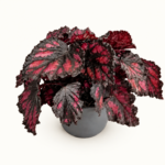 Бегония рекс Етна / Begonia rex 'Etna'