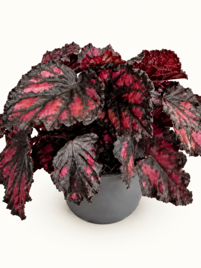 begonia-etna-01-dmplantsbg