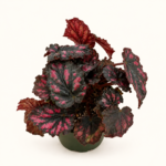 Бегония рекс Етна / Begonia rex 'Etna'