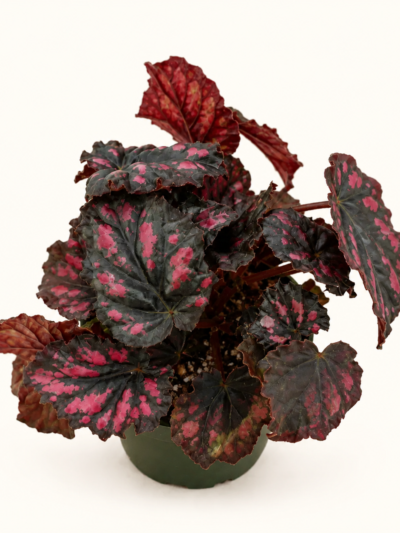 Бегония рекс Етна / Begonia rex 'Etna'