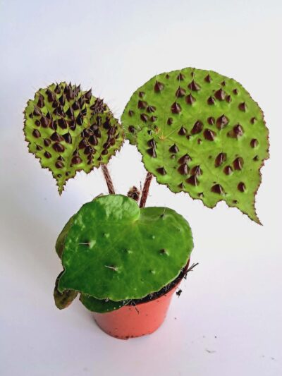 Бегония Ферокс / Begonia Ferox