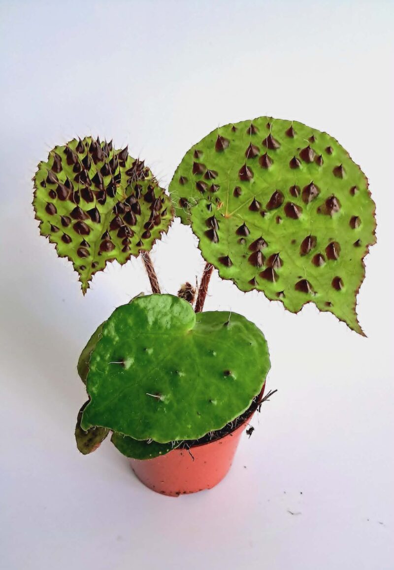 Бегония Ферокс / Begonia Ferox