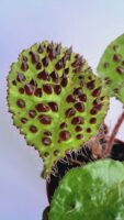 Бегония Ферокс / Begonia Ferox