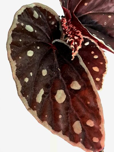 Begonia-Fire-Fly-01.jpg