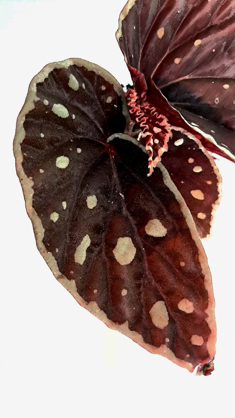 Бегония Файър Флай / Begonia Fire Fly