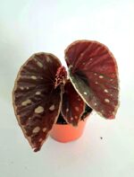 Бегония Файър Флай / Begonia Fire Fly