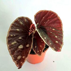 Бегония Файър Флай / Begonia Fire Fly