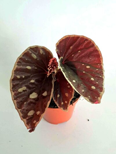 Бегония Файър Флай / Begonia Fire Fly