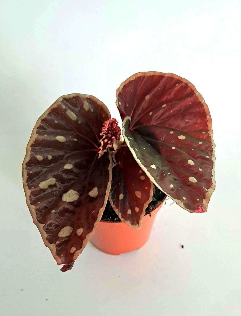 Бегония Файър Флай / Begonia Fire Fly