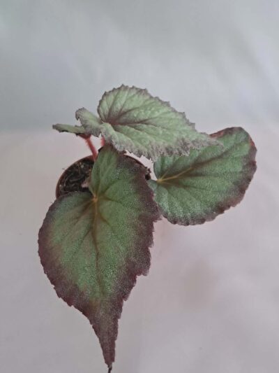 Begonia-Flamingo-Soul-03.jpg