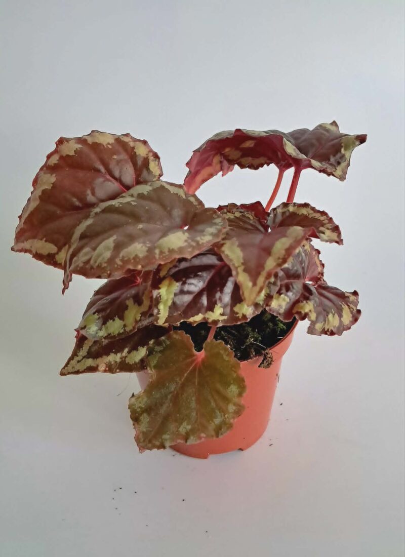 Бегония Игнита / Begonia Ignita