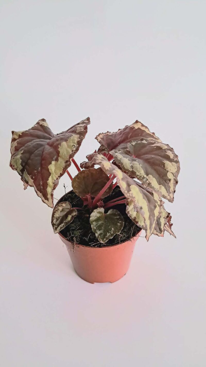Бегония Игнита / Begonia Ignita