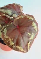 Бегония Игнита / Begonia Ignita