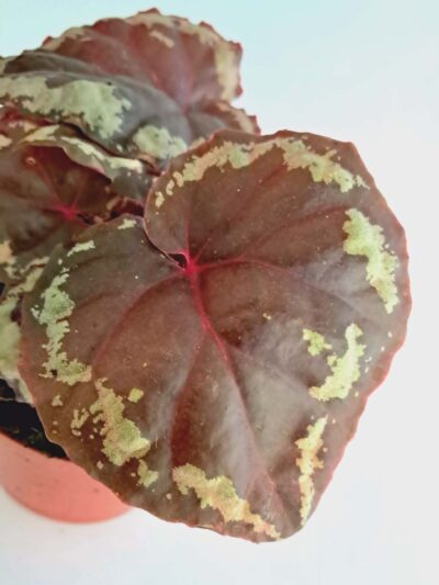 Begonia-Ignita-03.jpg