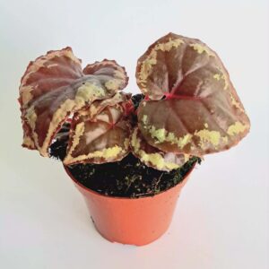 Бегония Игнита / Begonia Ignita