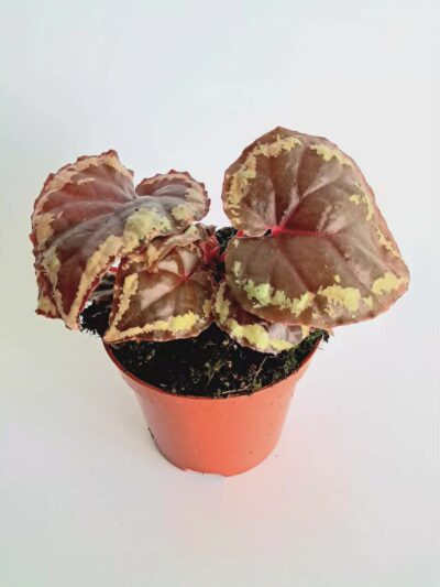 Бегония Игнита / Begonia Ignita