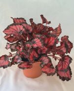 Бегония "Инка Найт" / Begonia 'Inca Night'