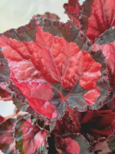 Begonia-Inca-Night-02