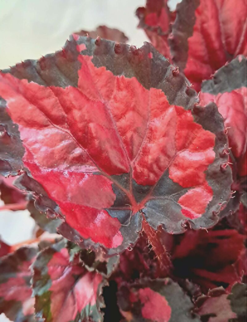 Бегония "Инка Найт" / Begonia 'Inca Night'