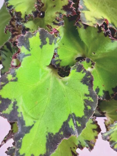 begonia-jive-01.jpg