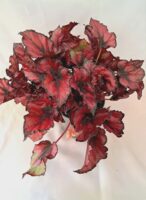 Бегония “Кохала Ред” / Begonia ‘Kohala Red’