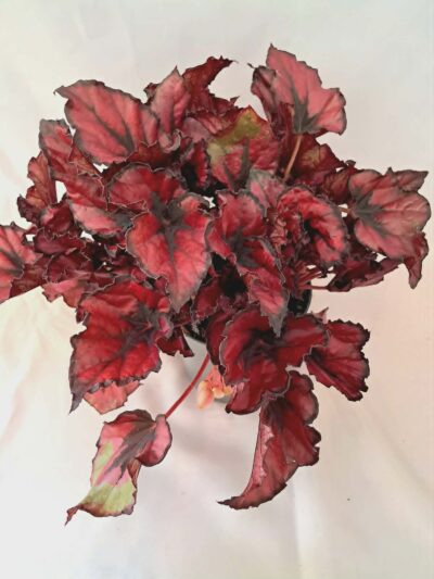 Бегония “Кохала Ред” / Begonia ‘Kohala Red’