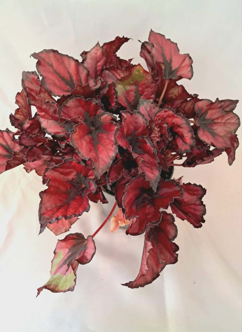 Бегония “Кохала Ред” / Begonia ‘Kohala Red’