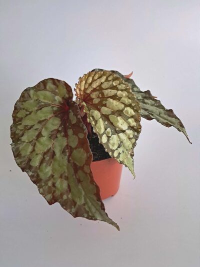 begonia-lucifer-01.jpg