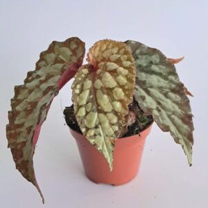 Бегония Луцифер / Begonia Lucifer